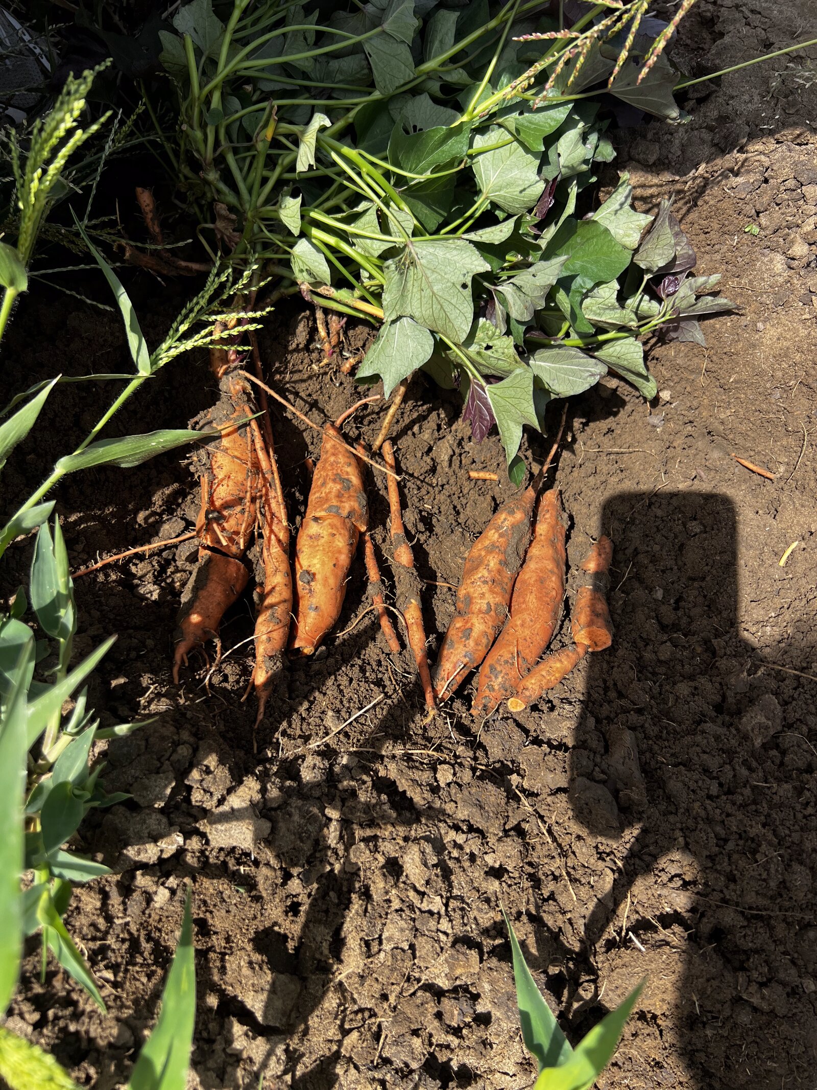 Patate Douce Beauregard — TAP Export